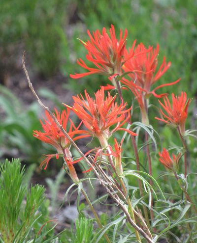 Castilleja crista-galli, photographed by Wendy McCrady