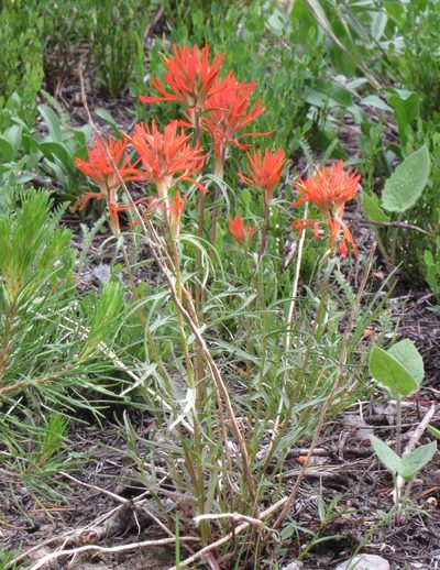 Castilleja crista-galli, photographed by Wendy McCrady