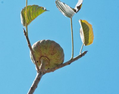 Hura polyandra, photographed by adel-fridus
