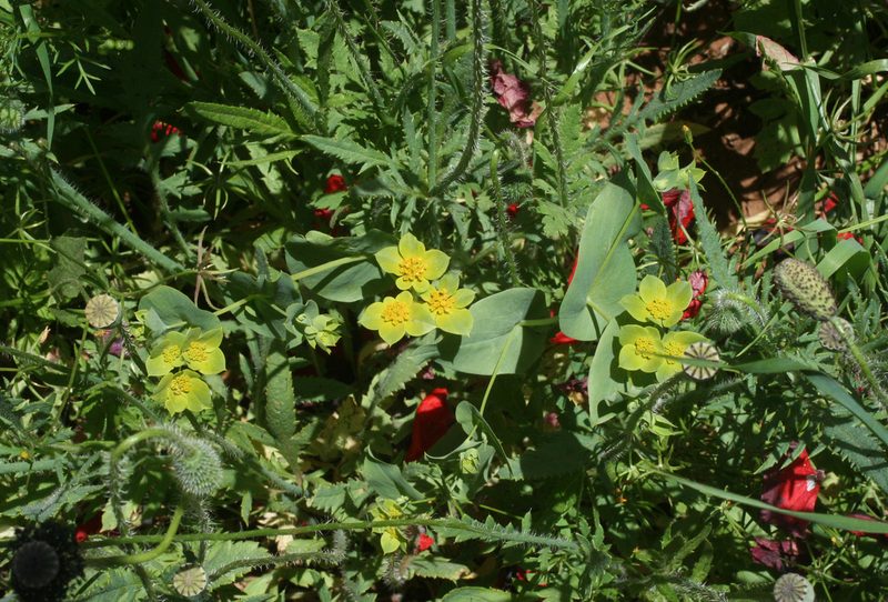 Bupleurum subovatum, photographed by Oleg Kosterin