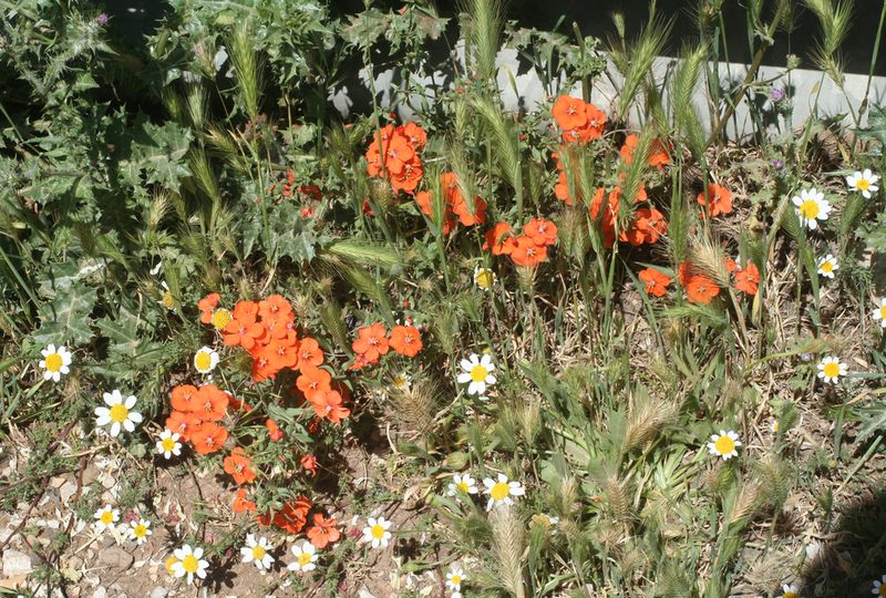 Lysimachia collina, photographed by Oleg Kosterin