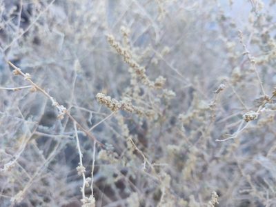 Atriplex polycarpa, photographed by Alexander Wentworth