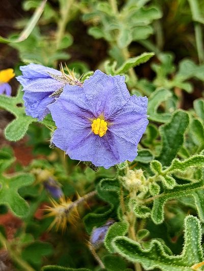 Solanum diversiflorum, photographed by Michael Somerville