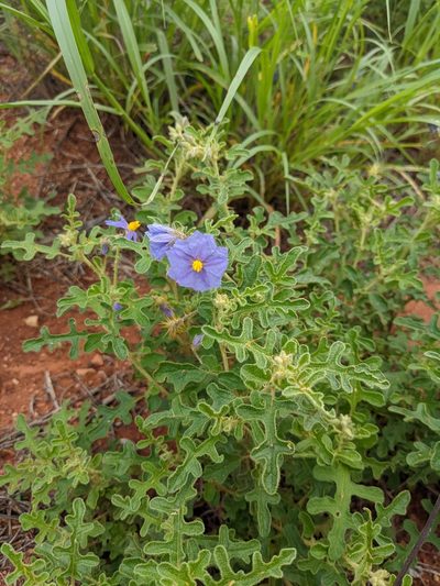 Solanum diversiflorum, photographed by Michael Somerville