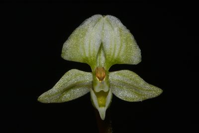Ponthieva racemosa, photographed by Brian Finzel