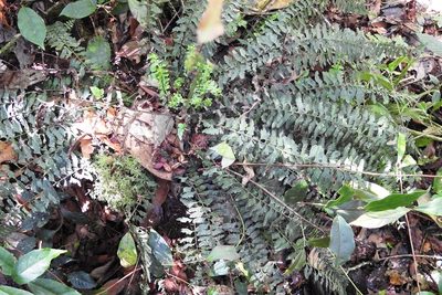 Asplenium sessilifolium, photographed by Neptalí Ramírez Marcial