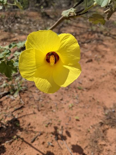 Hibiscus apodus, photographed by Michael Somerville