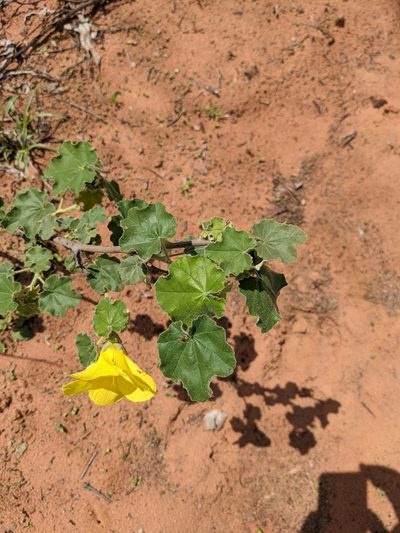 Hibiscus apodus, photographed by Michael Somerville