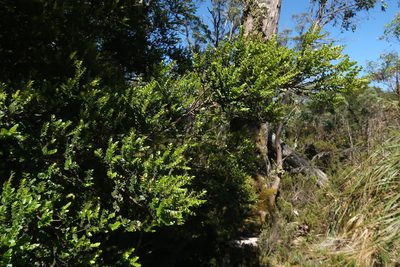 Nothofagus cunninghamii, photographed by Cowirrie