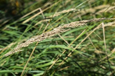 Calamagrostis stricta