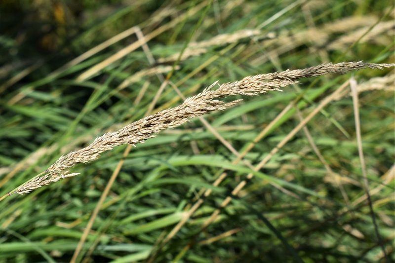 Calamagrostis stricta, photographed by Eric Lamb