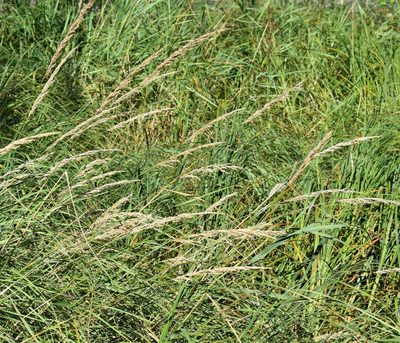 Calamagrostis stricta, photographed by Eric Lamb