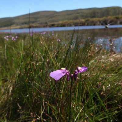Utricularia dichotoma, photographed by Cowirrie