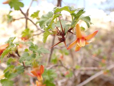 Ribes pinetorum, photographed by Matt Lavin