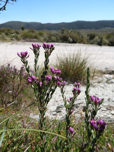 Comesperma retusum, photographed by Cowirrie