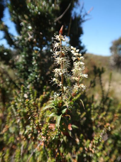 Richea gunnii, photographed by Cowirrie