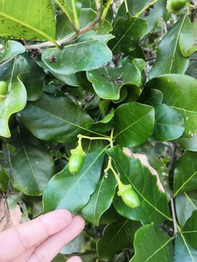Mespilodaphne veraguensis, photographed by Ana Nuño