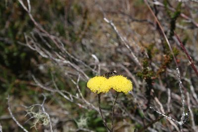 Leptorhynchos squamatus, photographed by Cowirrie