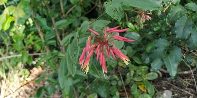 Bauhinia jenningsii, photographed by Tereso Hernández Morales
