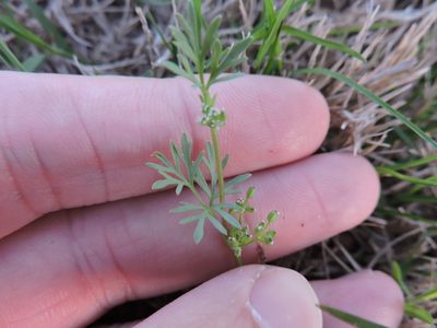 Ammoselinum butleri, photographed by Sam Kieschnick