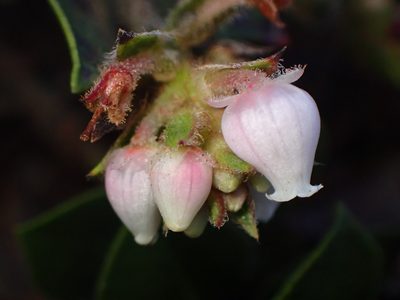 Arctostaphylos imbricata, photographed by Cricket Raspet