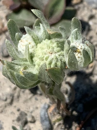 Psilocarphus elatior, photographed by Tom Erler