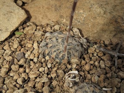 Haworthia bolusii, photographed by Christiaan Viljoen