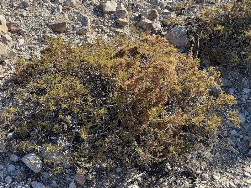 Cuscuta denticulata, photographed by Henrik Kibak