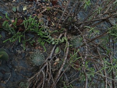 Haworthia bolusii, photographed by Christiaan Viljoen
