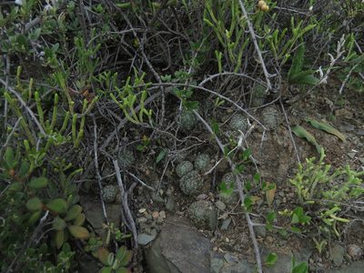 Haworthia bolusii, photographed by Christiaan Viljoen