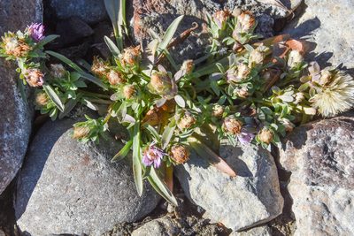 Symphyotrichum frondosum, photographed by Jay Pruett