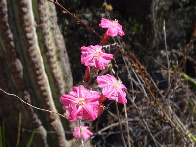Ipomoea conzattii, photographed by Alexis López Hernández