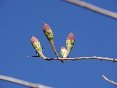Ipomoea pauciflora, photographed by Alexis López Hernández