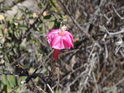 Ipomoea conzattii, photographed by Alexis López Hernández