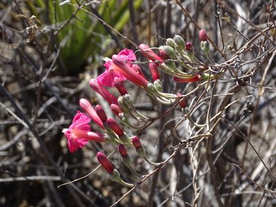 Ipomoea conzattii, photographed by Alexis López Hernández