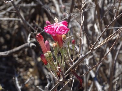 Ipomoea conzattii, photographed by Alexis López Hernández