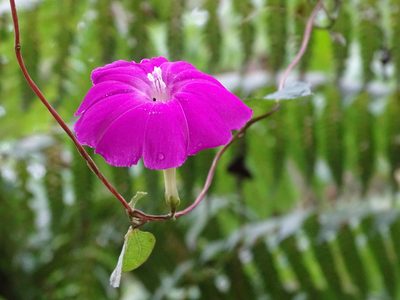 Ipomoea dumosa, photographed by Alexis López Hernández