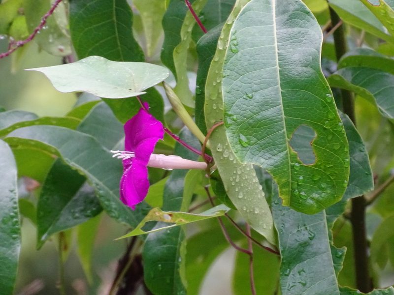 Ipomoea dumosa, photographed by Alexis López Hernández