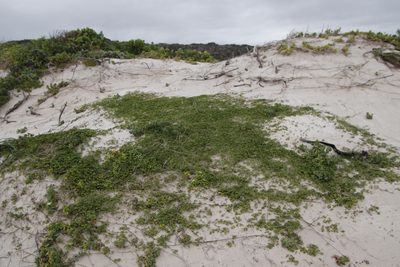 Psoralea repens, photographed by Tony Rebelo