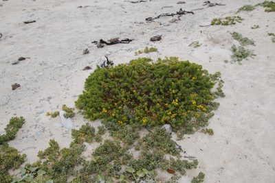 Oncosiphon sabulosus, photographed by Tony Rebelo