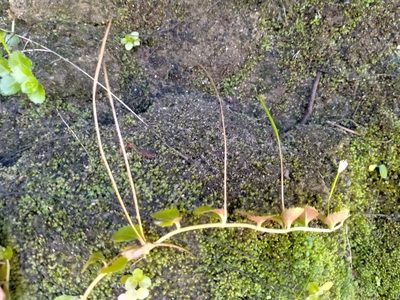Epilobium pedunculare, photographed by John Barkla