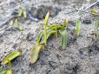 Ophioglossum coriaceum, photographed by John Barkla