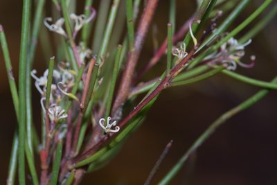 Hakea actites, photographed by Bruce Cathie
