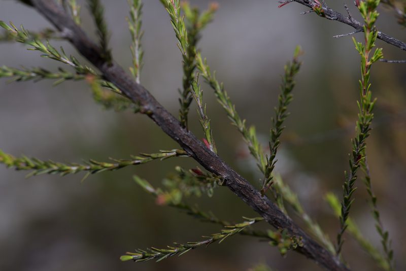Leptospermum liversidgei, photographed by Bruce Cathie