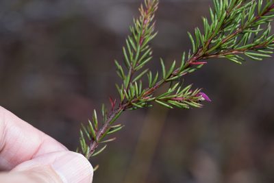 Boronia falcifolia, photographed by Bruce Cathie
