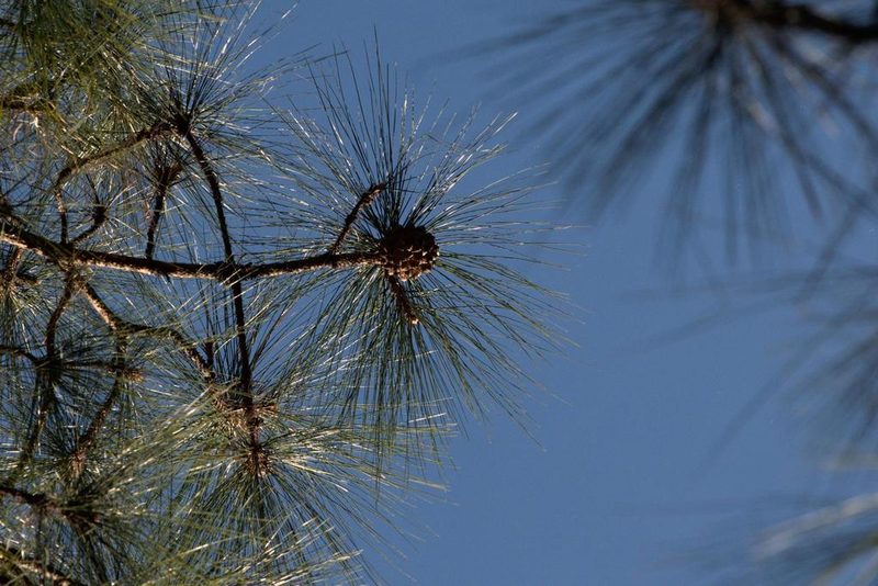 Pinus roxburghii, photographed by Ramnarayan K