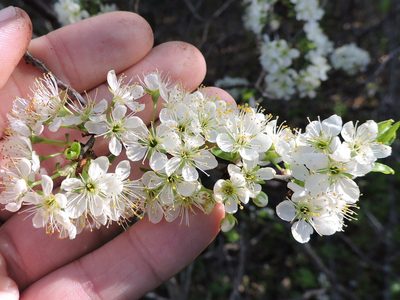 Prunus rivularis, photographed by Sam Kieschnick