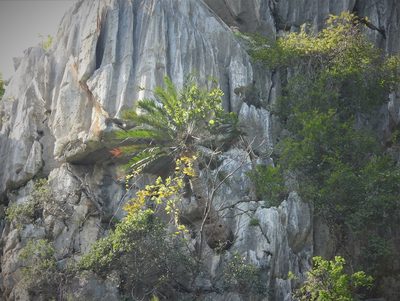 Cycas tansachana, photographed by Utain Pummarin