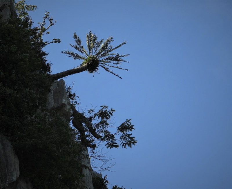 Cycas tansachana, photographed by Utain Pummarin