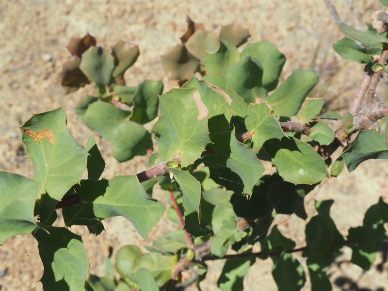 Hakea prostrata, photographed by Brett Coulstock